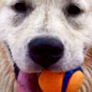 Meet your Posher, Bridget